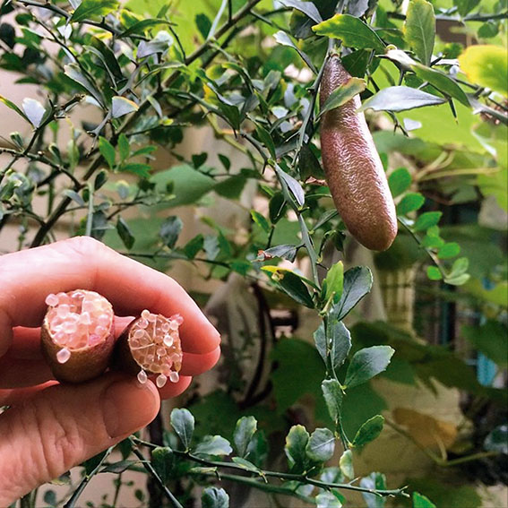 Un pequeño árbol