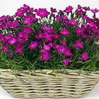 Serie ‘Waikiki Pink’