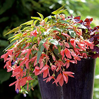 BEGONIAS DE FLOR 