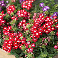VERBENA