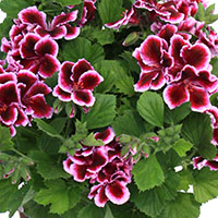 Pelargonios