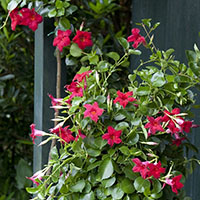 Mandevilla