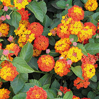 Lantana camara