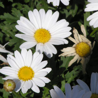Eliminar las flores marchitas