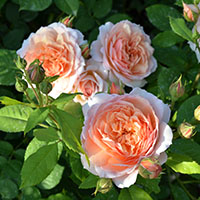 Rosa ‘Grace’