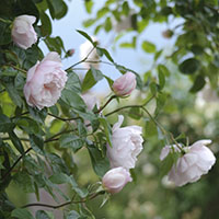 Rosa ‘The Generous Gardener’