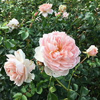 Rosa ‘Wildeve’