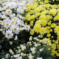 Despuntar para obtener más flores