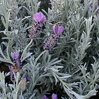 Lavandula stoechas ‘Silver Anouk’