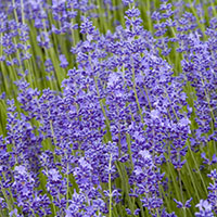 Lavandula ‘Folgate’