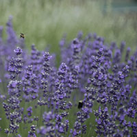Lavandula ‘Munstead Dwarf’