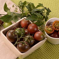 Tomate ‘Black Cherry’