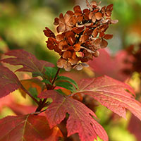 Hortensia hoja de roble