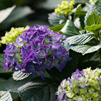 Hortensia ‘cabeza de mopa’