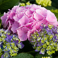 Hydrangea macrophylla mophead