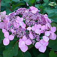 Hydrangea macrophylla lacecap