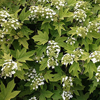 Hydrangea quercifolia