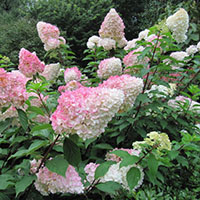 Hydrangea paniculata