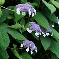 Hydrangea aspera