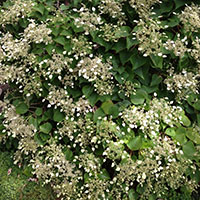 Hydrangea petiolaris