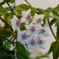 Hoya lanceolata spp. bella 