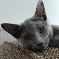 Otros gatos ‘azules’