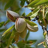Almendras para cosechar