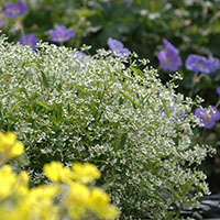 Euphorbia hypericifolia ‘Diamond Frost’