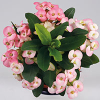 Euphorbia milii ‘Pandora’