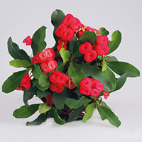 Euphorbia milii ‘Vulcanus’
