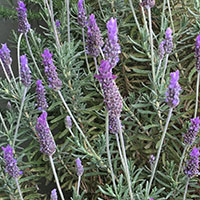 La repelente lavanda