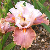 Lirio ‘Rose Désir’