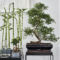 Las tres plantas ‘zen’