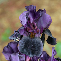‘Black Swan’