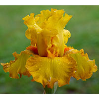 ‘Rajasthan’
