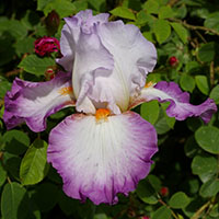 ‘Ravissant’
