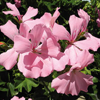 Flores rosadas