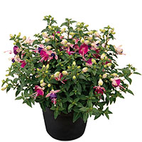 Flores en fucsia y crema