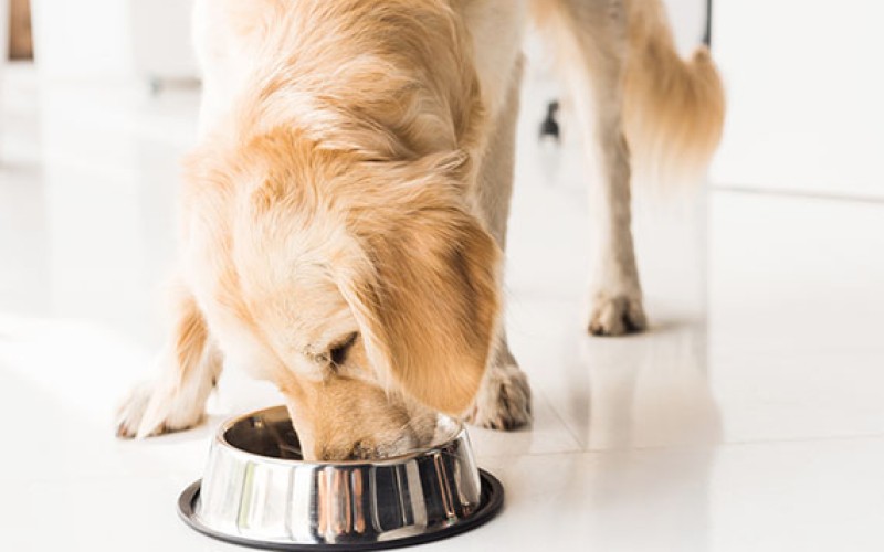 Un perro bien alimentado